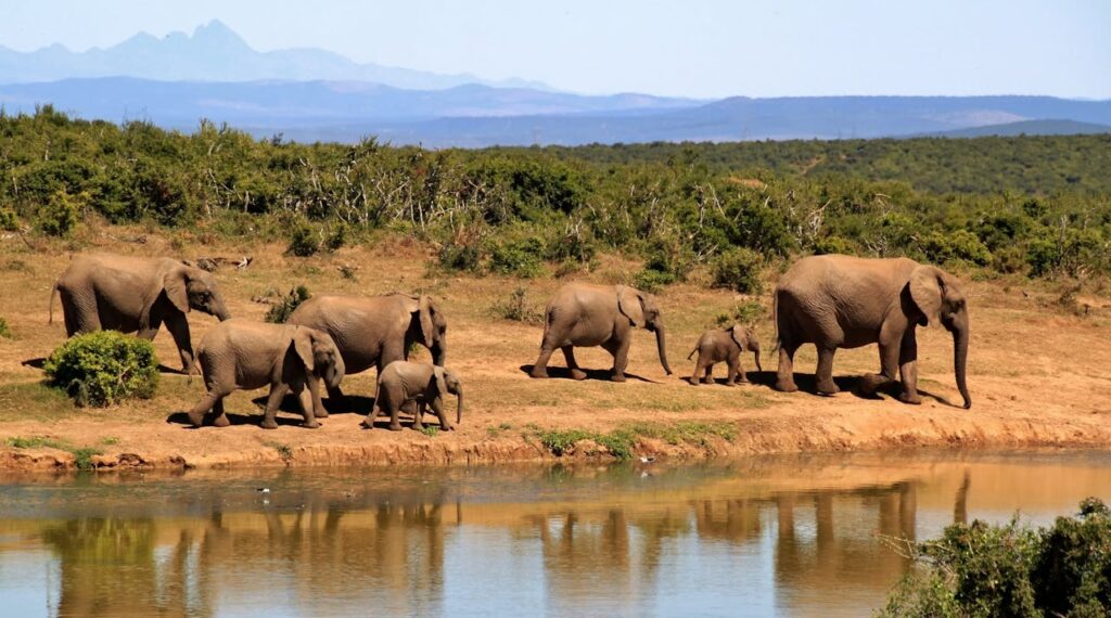 elephant-herd-of-elephants-african-bush-elephant-africa-59989-59989.jpg